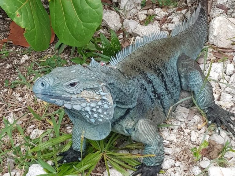 Our Personalized Tours Iguana