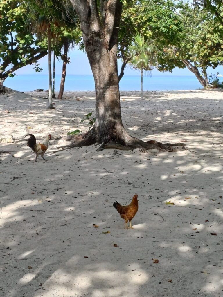 Beach hen ()